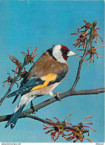 Carte postale animaux - carte,