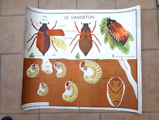 AFFICHE PEDAGOGIQUE SCOLAIRE ROSSIGNOL  LE HANNETON - L'ARAIGNEE - L'ECREVISSE