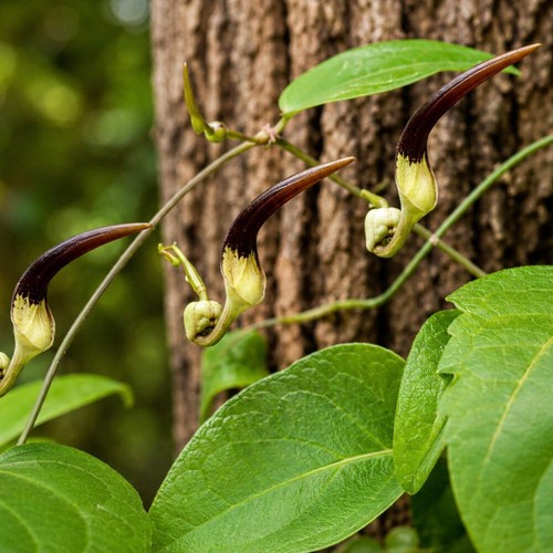 Aristolochia indica seeds - seeds,