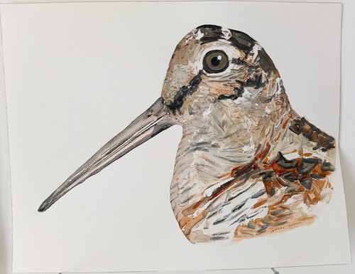 Bécasse des bois aquarelle - bécasse,