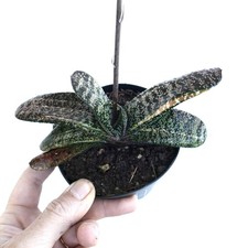 Gasteria batesiana yellow - batesiana,