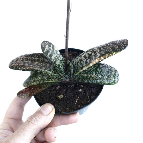Gasteria batesiana yellow - batesiana,