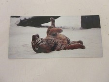 FICHE 491 PHOTO ANIMAUX Le TIGRE - PARADES d'AMOUR