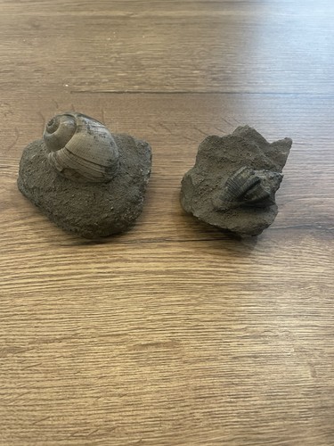 Lot coquillage fossile - fossile, italie