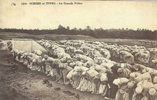 CARTE PUBLICITAIRE VINS D'ALGERIE - DOMAINE DES PALMIERS - ORAN