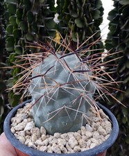 TEPHROCACTUS 'FIAMBALENSE'