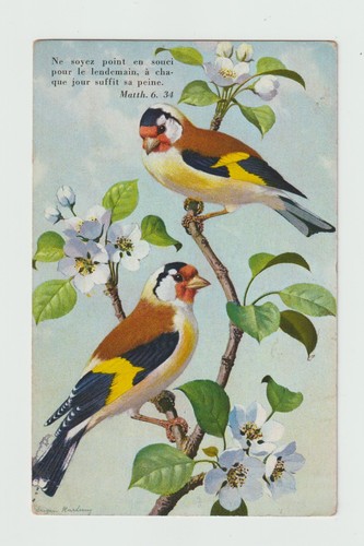 Chardonnerets oiseaux cpa - oiseaux.,