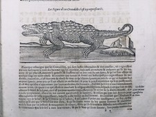 Crocodile 1614 Herpétologie