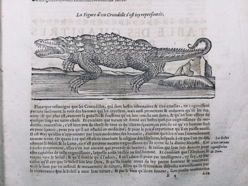 Crocodile 1614 herpétologie - crocodile,