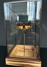 Papillon Acherontia Atropos-