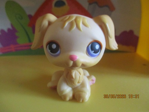 Petshop chien golden - golden, retriever
