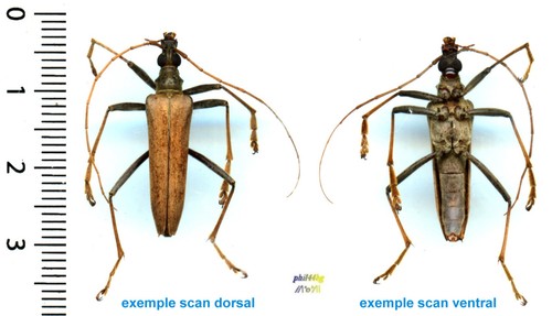 Cerambycidae logisticus - -,