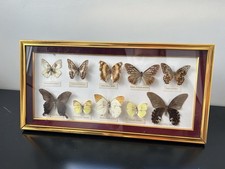 CADRE PAPILLONS ENTOMOLOGIE