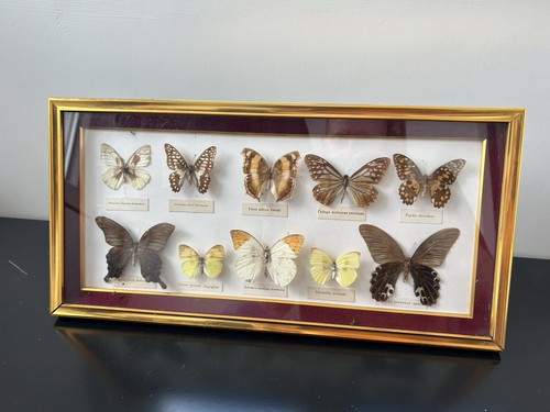 Cadre papillons entomologie - papillons,
