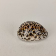 Cypraea Tigris 68mm Sea Shell