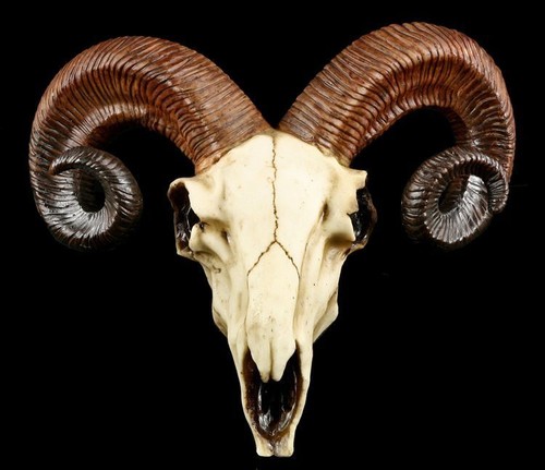 Totenkopf widder crâne - widder,