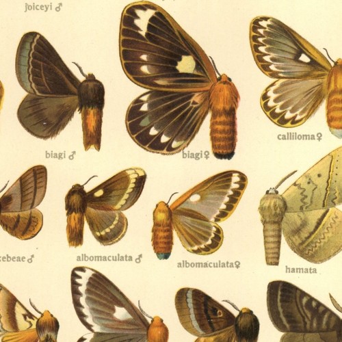 Adalbert seitz papillon - seitz,
