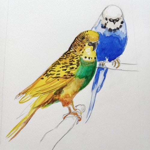 Les oiseaux couple - les,
