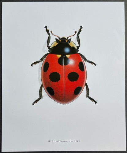 Entomologie coccinella - entomologie,
