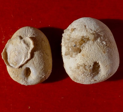 Oursin fossile crétacé la - crÉtacÉ,
