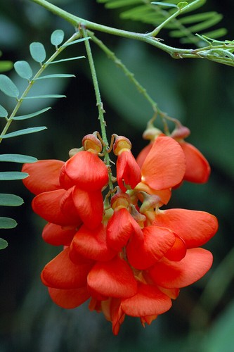 Graines glycine - 8,