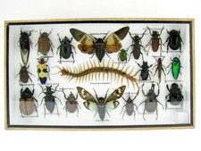 Insectes 3D - exotiques réel