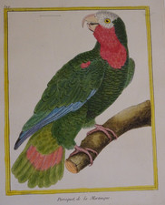 Perroquet de la Martinique