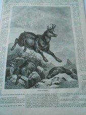 Gravure 1876  - Chasse au Chamois