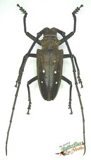 Batocera Laena de Long Corne