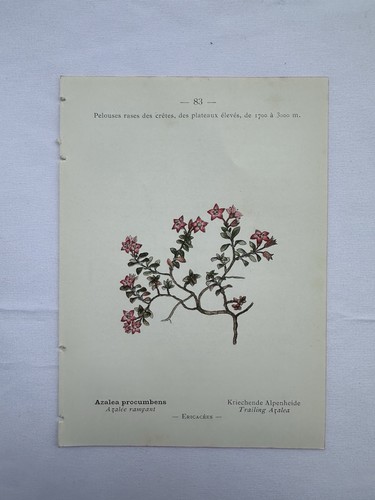 Gravure ancienne planche - ancienne,