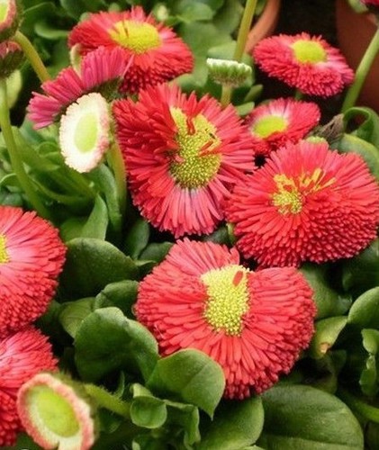 Paquerette pomponette - ♫,