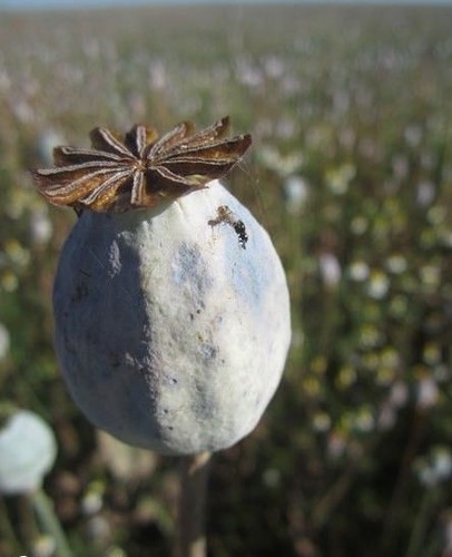 Pavot géant papaver - géant,
