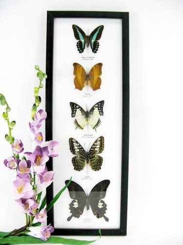 Papillons taxidermie cadre - taxidermie,