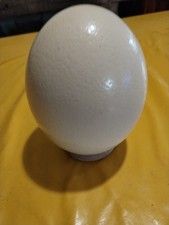 Oeuf D Autruche