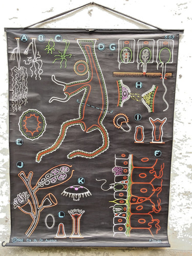 Ancienne affiche scolaire - , dr