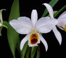 Cattleya percivaliana ondine - cattleya, 'ondine'