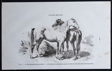 1882 cheval race - race, bretonne