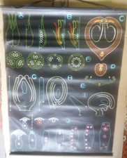 Affiche Scolaire Dr.Auzoux