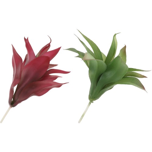 Pcs plante succulente - 2,