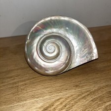 Coquillage De Collection En Nacre Grande Coquille Escargot Turban