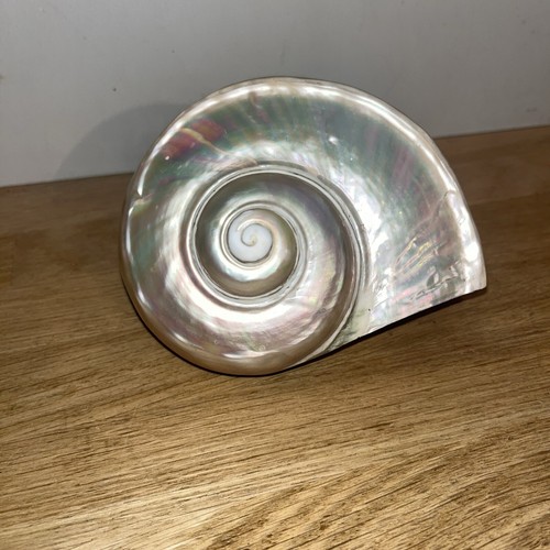 Coquillage collection en - collection,