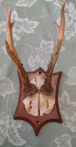 Trophée chevreuil sur - trophée,