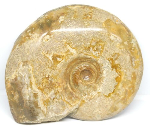 Ammonite fossil jurassic 160 - ammonite,