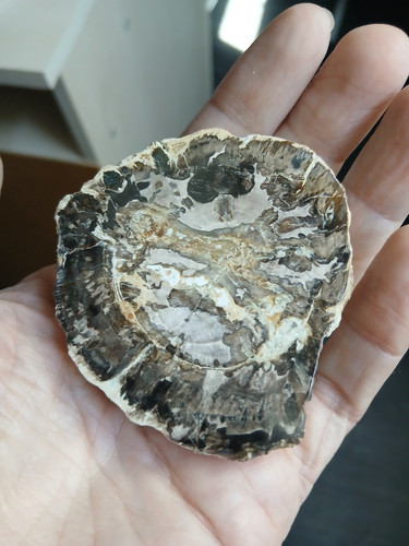 Tranche bois fossile 6 - tranche, /