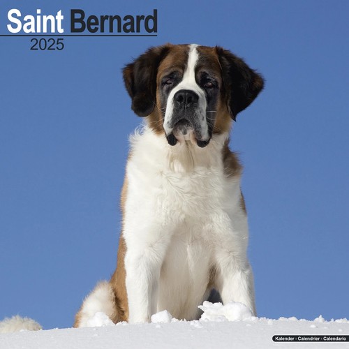 Calendrier 2025 saint - calendrier,