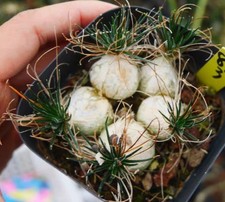 Rare Cacti Ornithogalum