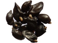 Consoude NT - Symphytum