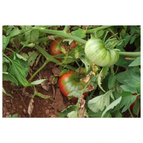 Graines tomates semences - graines,