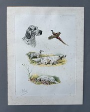Riab, chiens de chasse