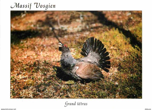 Carte postale animaux - carte,